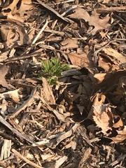 Hepatica acutiloba