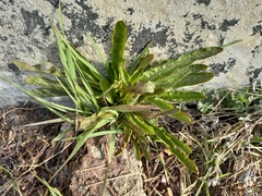 Taraxacum macroceras