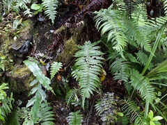 Cranfillia vulcanica