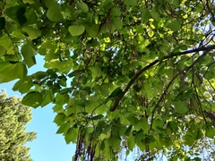 Catalpa bignonioides