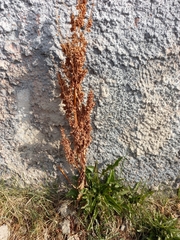 Rumex aquaticus