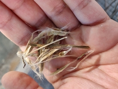 Catalpa bignonioides