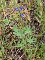 Lupinus polycarpus