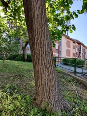 Catalpa bignonioides