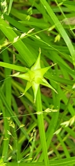 Carex grayi