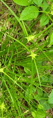 Carex grayi