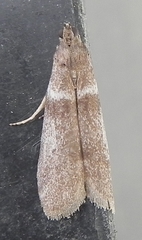 Moodna
