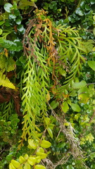 Asplenium flaccidum flaccidum