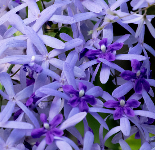 Petrea volubilis