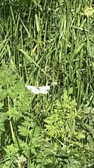 Pieris rapae