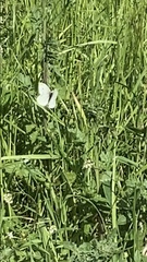 Pieris rapae