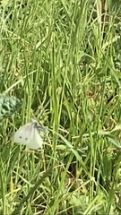 Pieris rapae