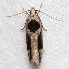 Pseudochelaria walsinghami