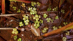 Hydrocotyle sulcata