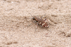 Cicindela hybrida