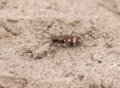 Cicindela hybrida