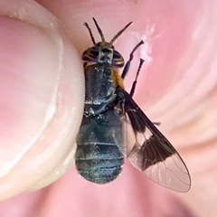 Chrysops cincticornis