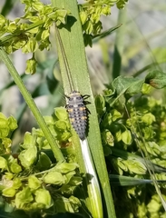 Coccinella septempunctata