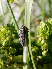 Coccinella septempunctata