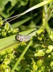 Coccinella septempunctata