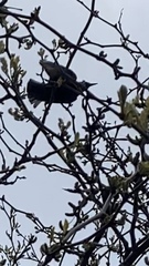 Sturnus vulgaris