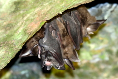 Ruwenzori Horseshoe Bat photo 2