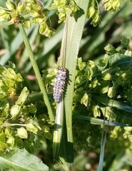 Coccinella septempunctata
