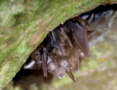 Ruwenzori Horseshoe Bat photo 3