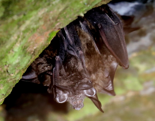 Ruwenzori horseshoe bat (Rhinolophus ruwenzorii) — Endangered Mammalia