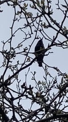 Sturnus vulgaris