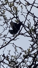 Sturnus vulgaris