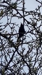 Sturnus vulgaris
