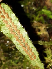 Notogrammitis pseudociliata