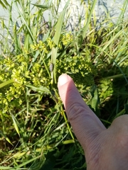 Coccinella septempunctata