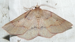 Metarranthis amyrisaria