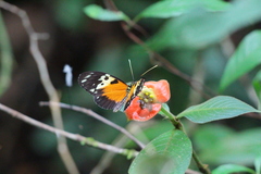 Heliconius hecale melicerta