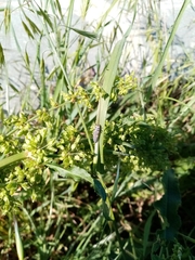 Coccinella septempunctata