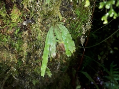 Notogrammitis pseudociliata
