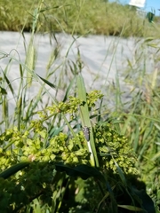 Coccinella septempunctata