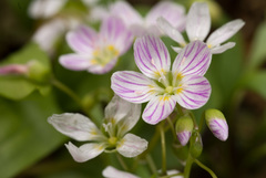 Claytonia caroliniana