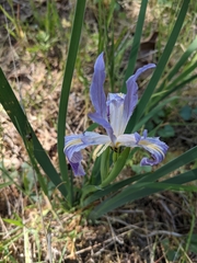 Iris munzii