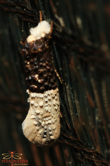 Trichophaga