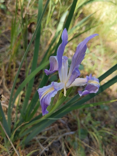 Image of Iris munzii by (c) Jonathan Vaughn, some rights reserved (CC BY)