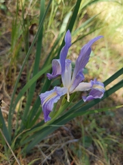 Iris munzii