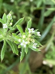 Galium aparine