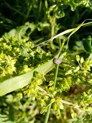 Coccinella septempunctata