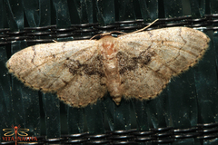Idaea laevigata