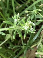 Galium aparine