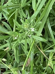 Galium aparine