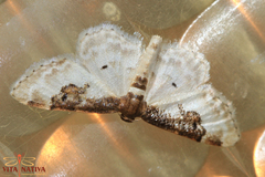 Idaea mustelata